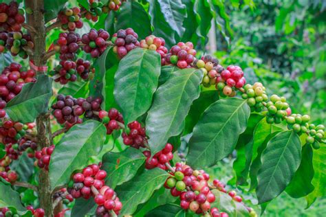 Is Coffee Bean a Fruit? – A Delicate Debate on Botanical Perceptions