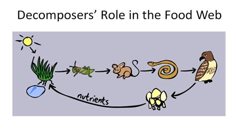 what role do decomposers play in a food web? Decomposers not only break down organic matter but also influence the nutrient cycle within ecosystems.